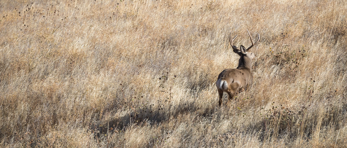Deer in grass at ZMI Ranch