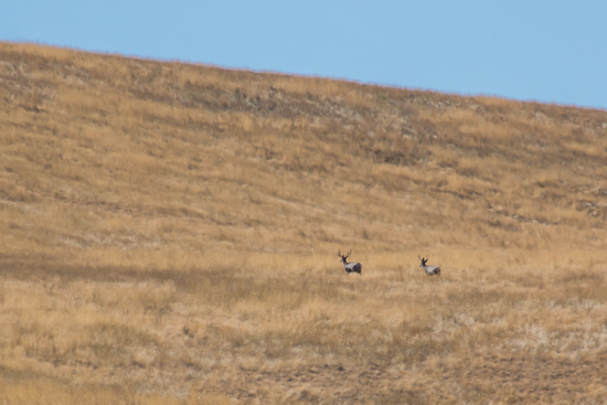 Deer on a hill at ZMI Ranch