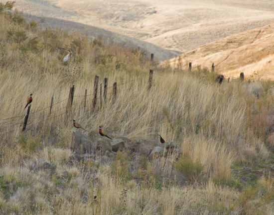 Pheasants at ZMI Ranch